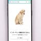 Amazonエラー時の犬を見るには？「ページが見つかりません」404犬の種類と出現条件